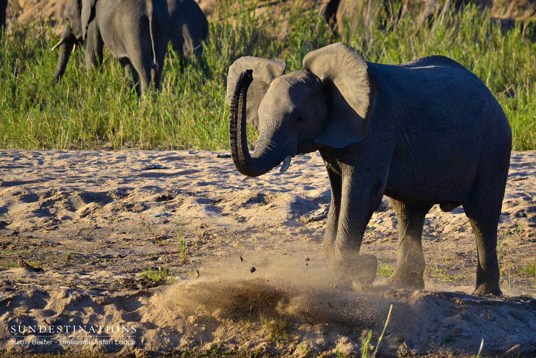 Young Elephant Calf at Umkumbe Young Elephant Calf at Umkumbe