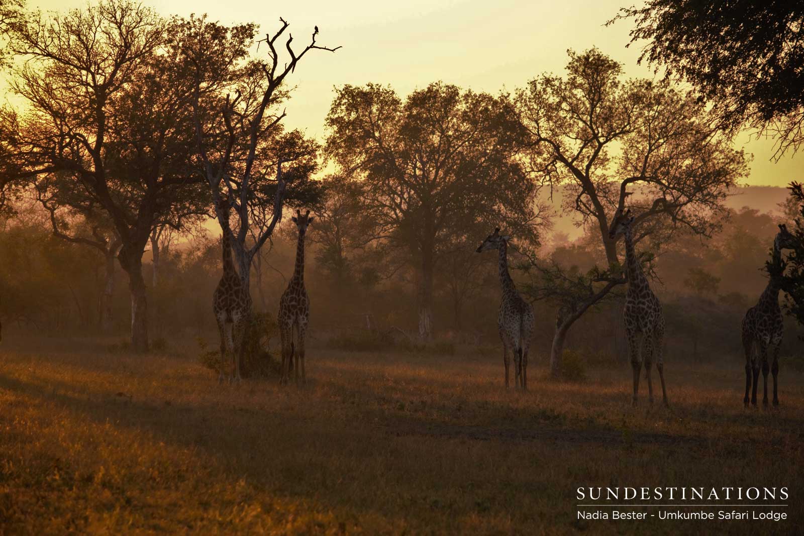 Giraffe Umkumbe Giraffe Umkumbe