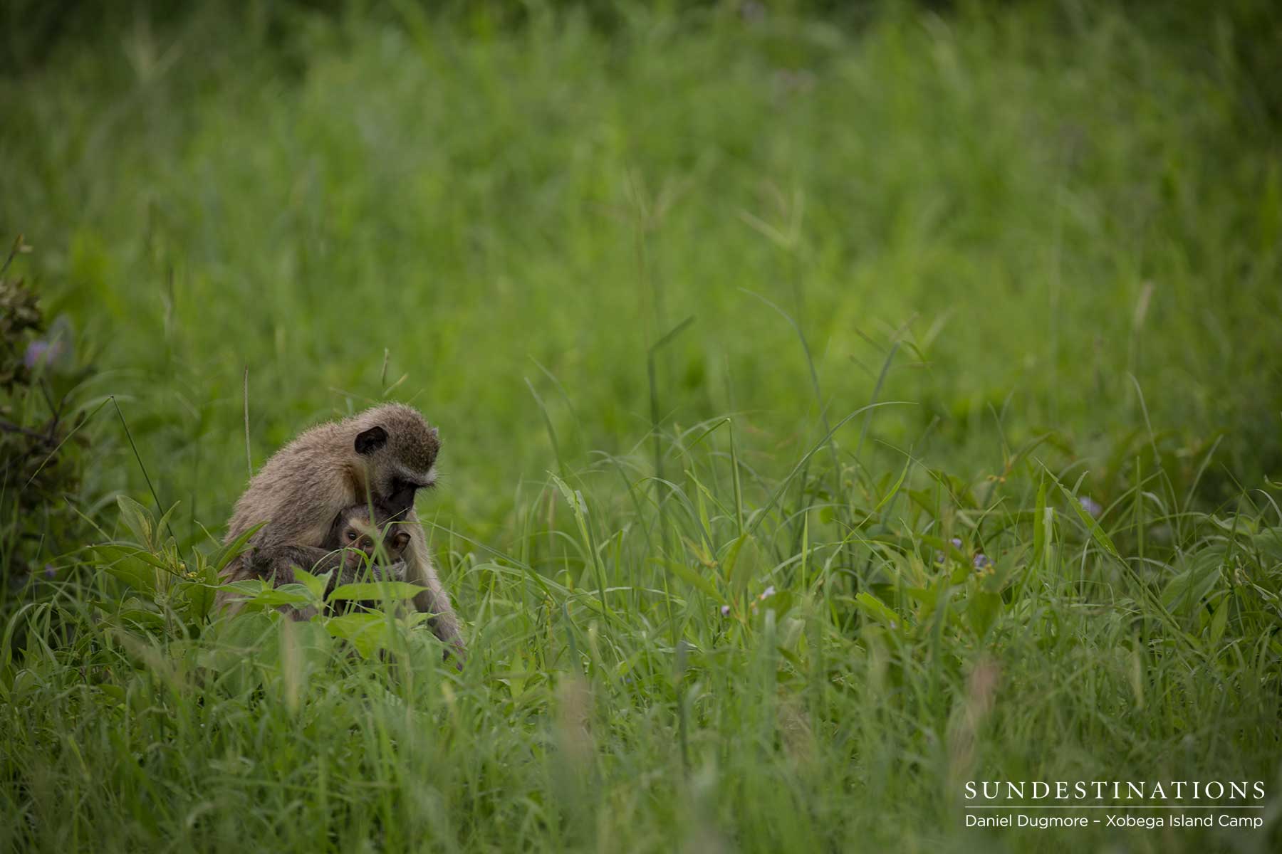 Vervet Monkey Xobega Vervet Monkey Xobega