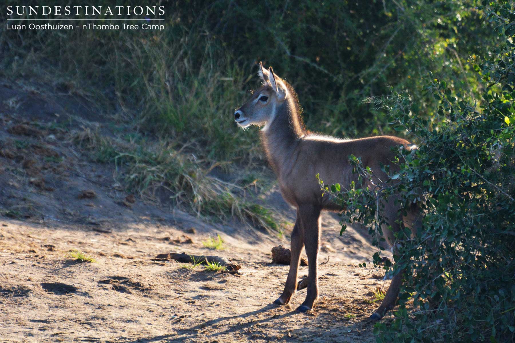 Young Waterbuck Calf nThambo Young Waterbuck Calf nThambo
