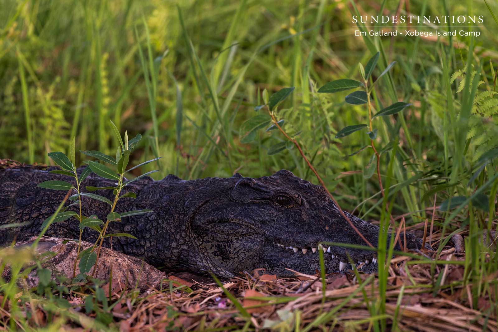 Xobega Crocodile Xobega Crocodile