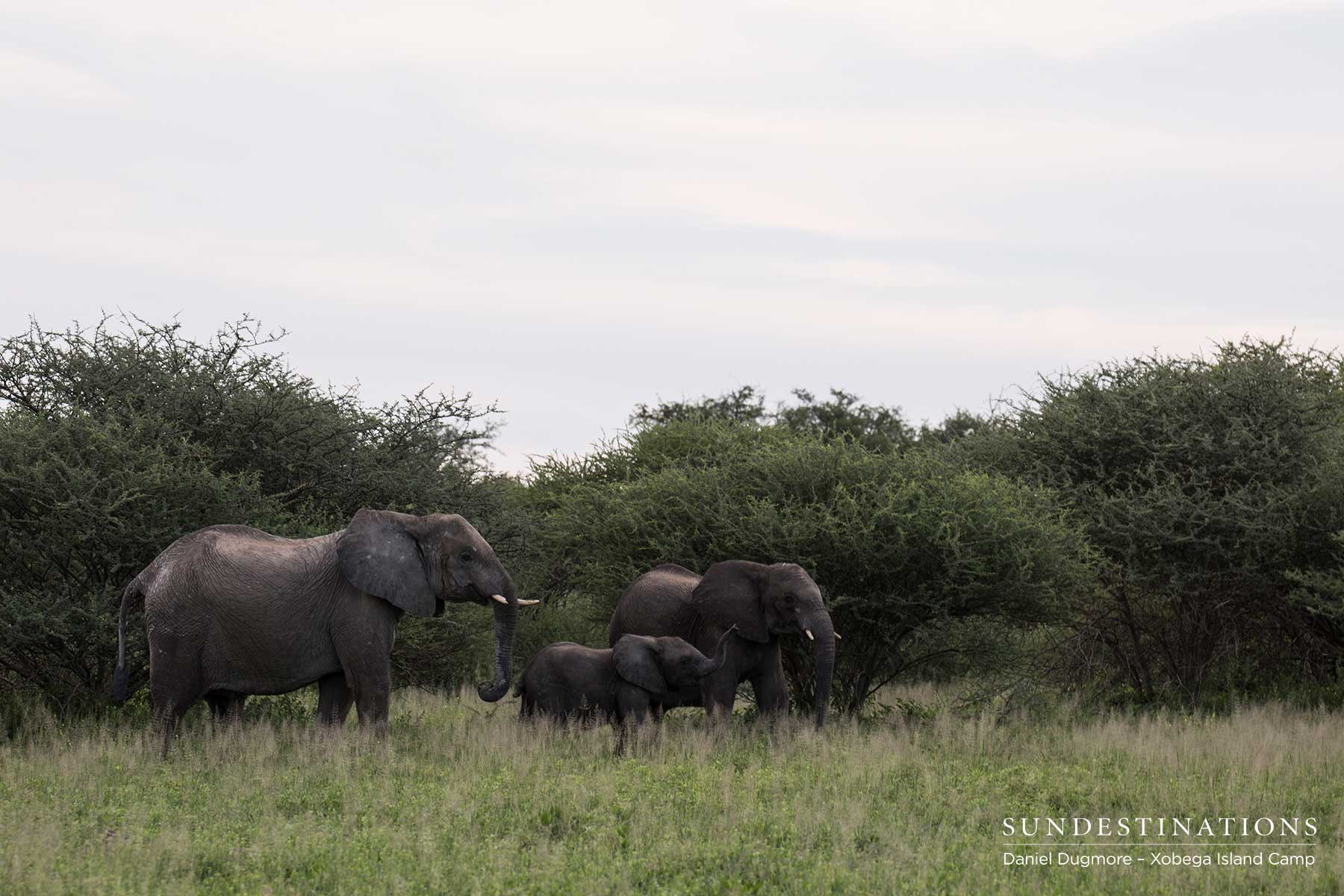 Elephants Xobega Elephants Xobega