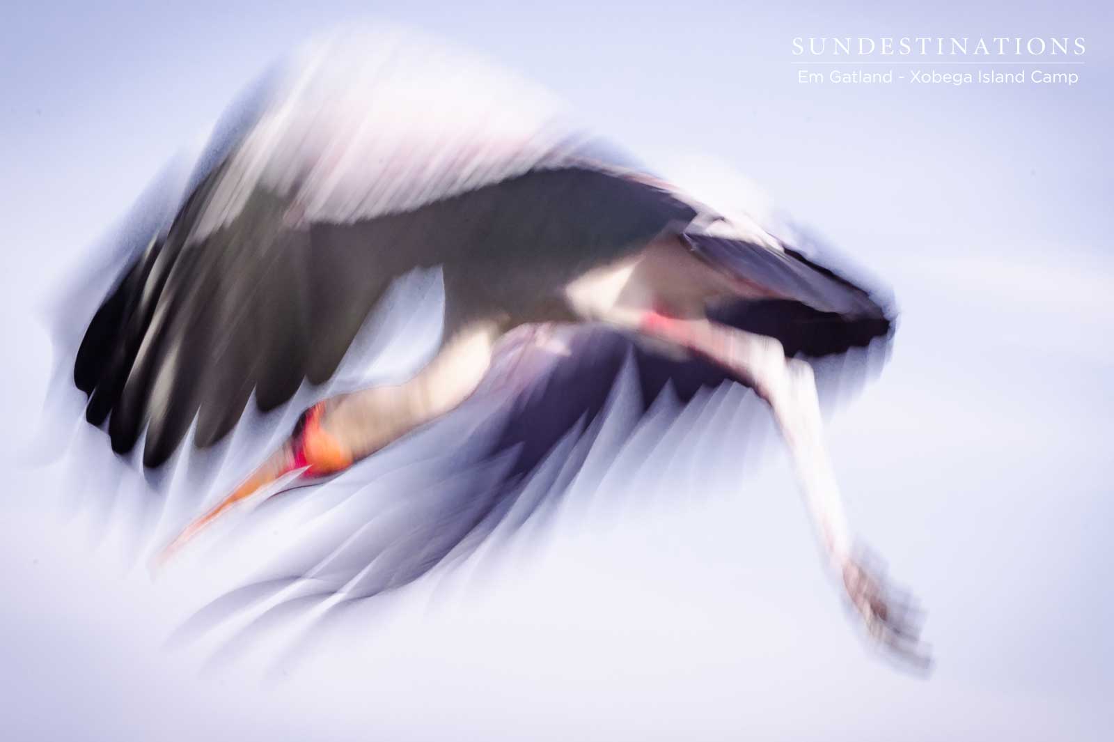 Yellow Billed Stork Xobega Yellow Billed Stork Xobega