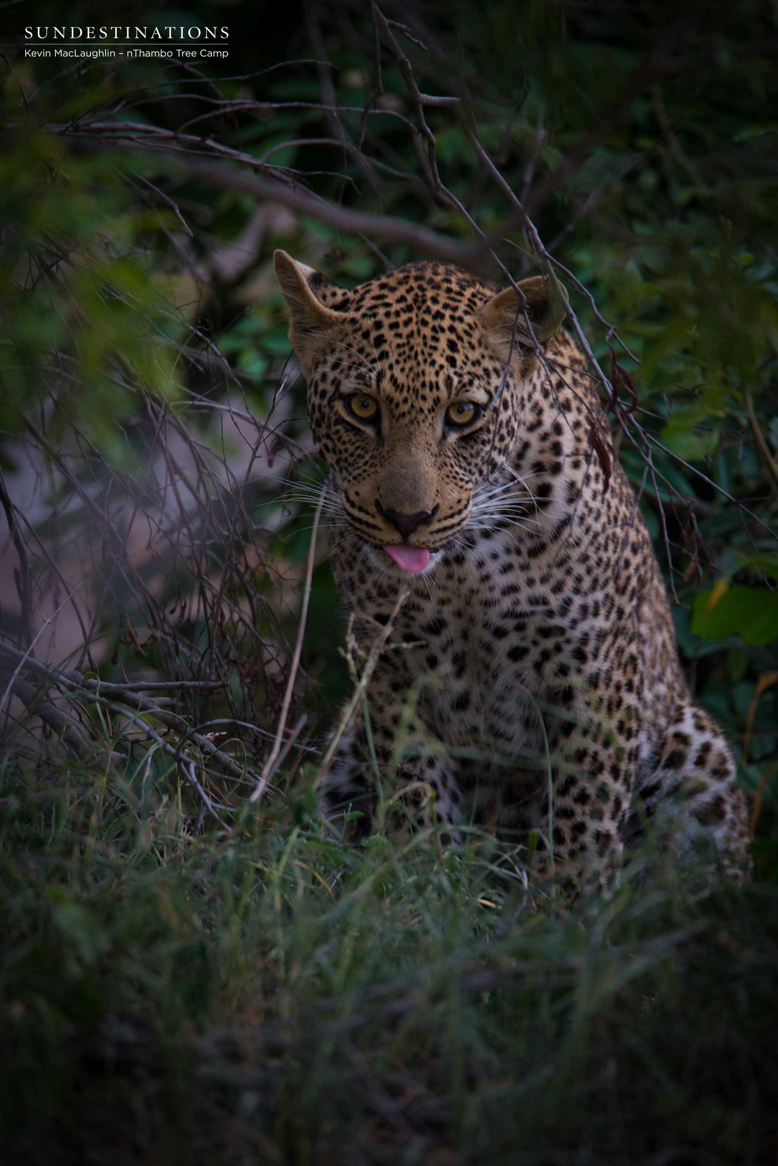 nThambo Bush Camp Bundu Leopard nThambo Bush Camp Bundu Leopard