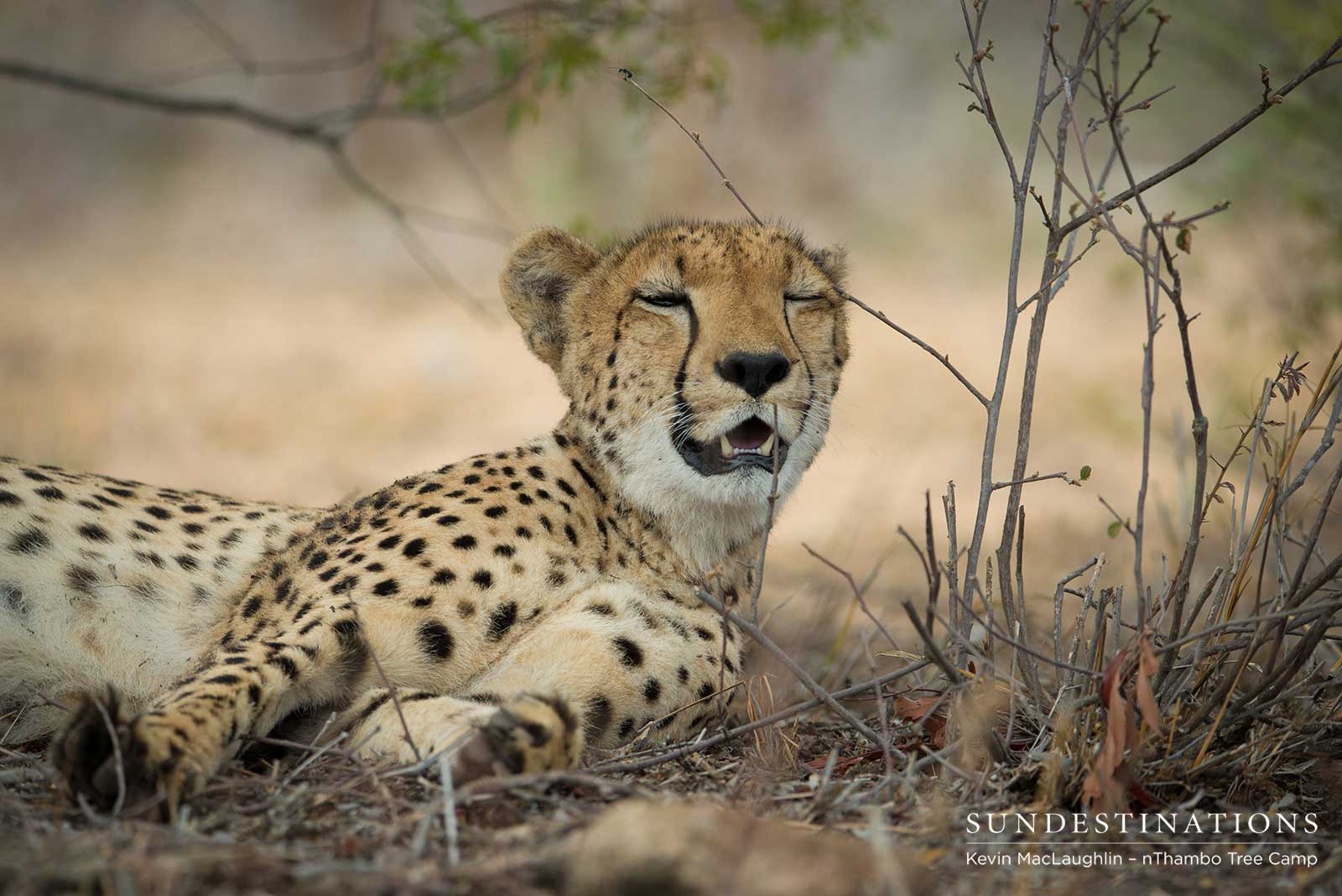 nThambo Tree Camp Cheetah nThambo Tree Camp Cheetah
