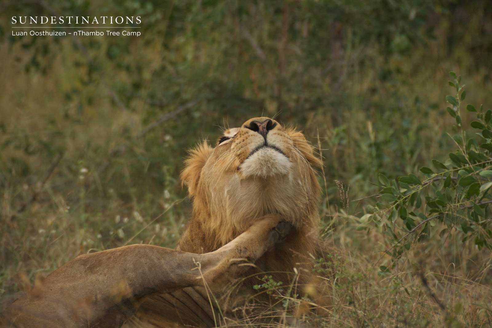 nThambo Tree Camp Lion nThambo Tree Camp Lion