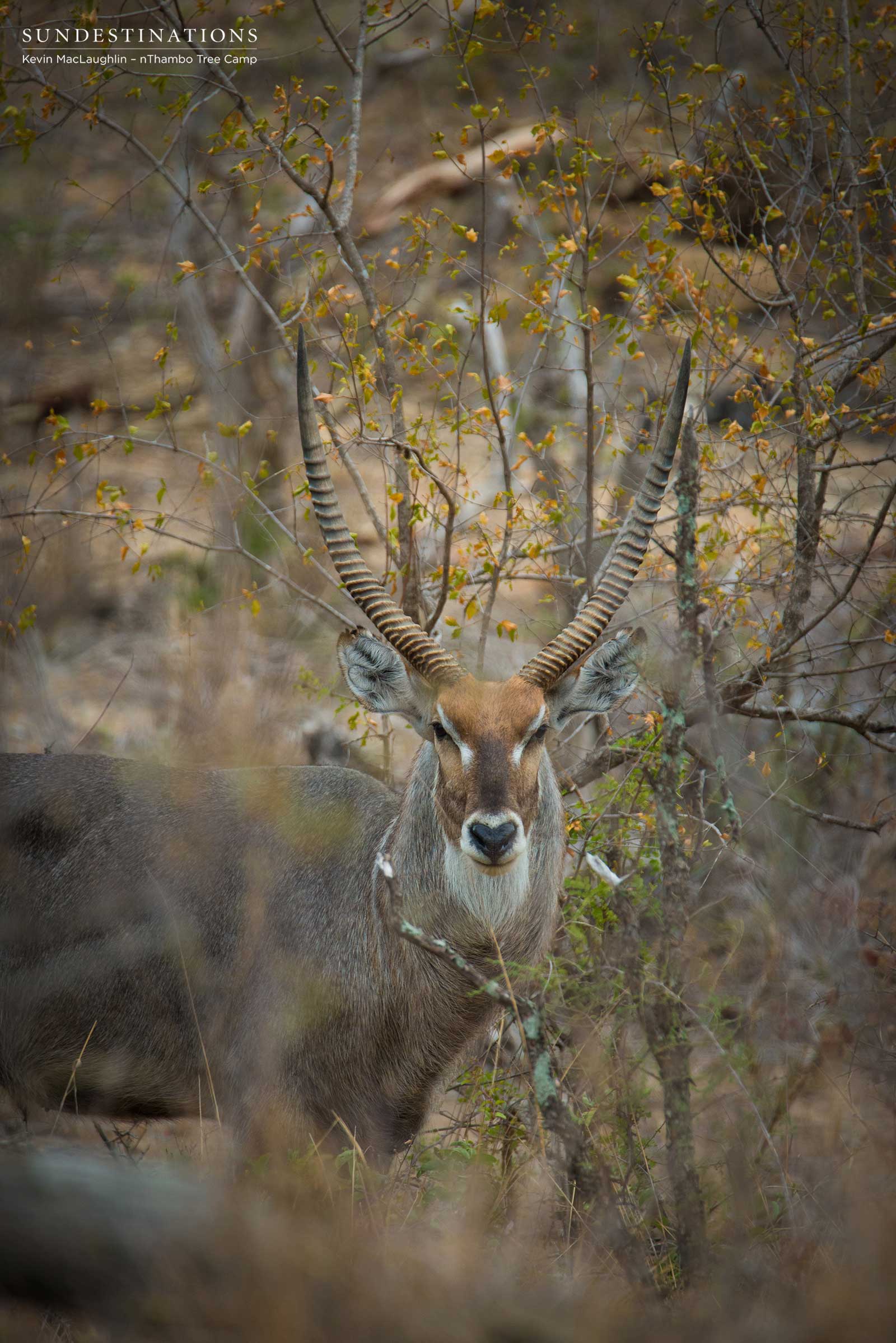nThambo Tree Camp Waterbuck nThambo Tree Camp Waterbuck