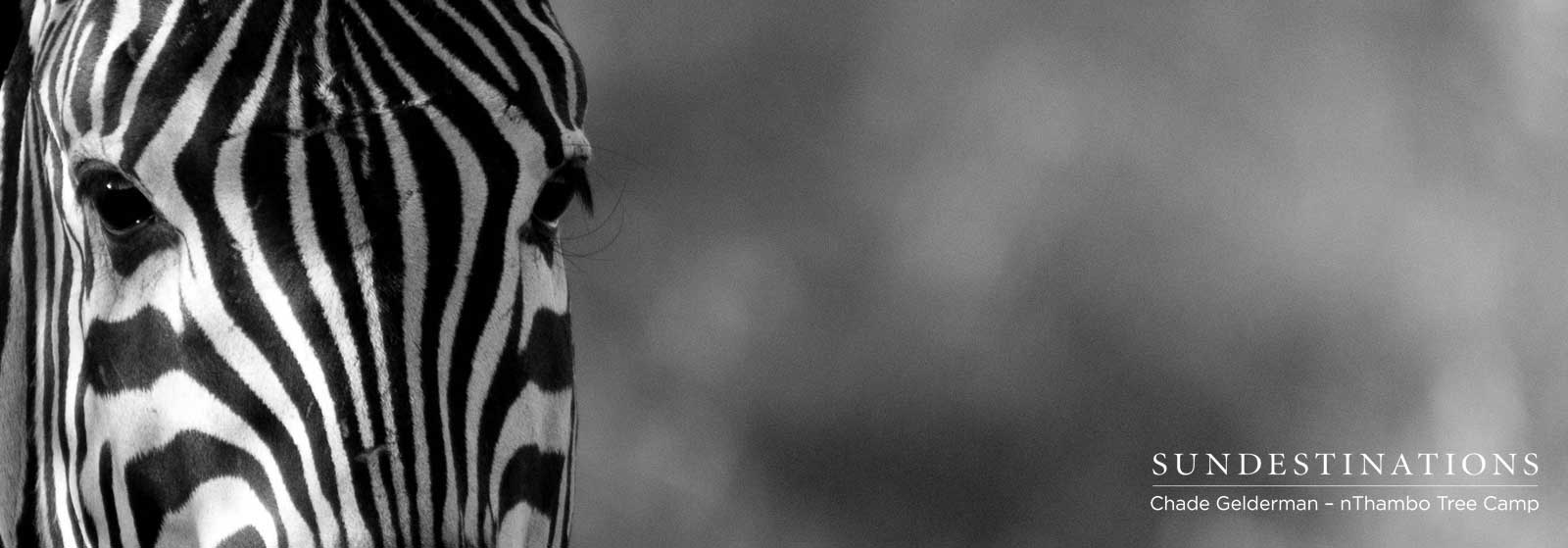 nThambo Tree Camp Zebra nThambo Tree Camp Zebra