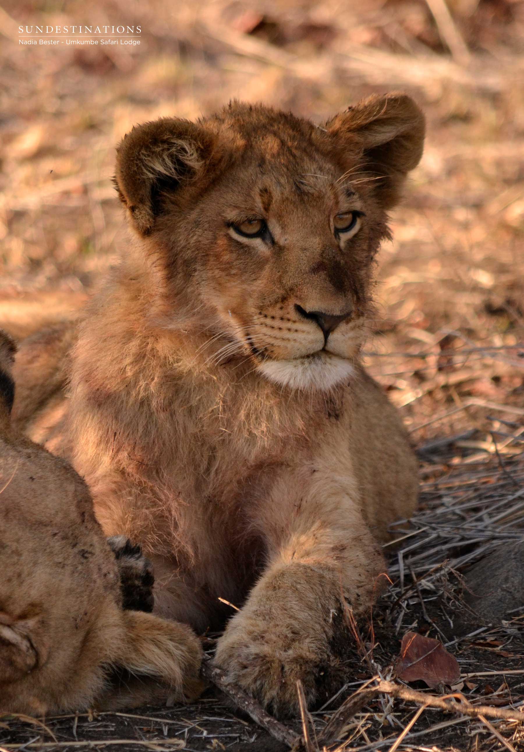 Umkumbe Lion Cub Umkumbe Lion Cub
