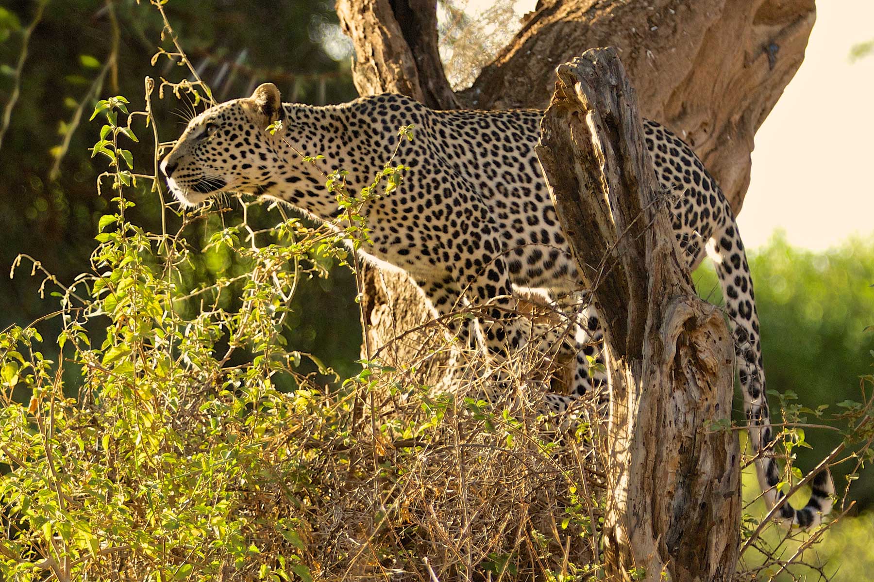 Warren Samuels Leopard Jumping Warren Samuels Leopard Jumping