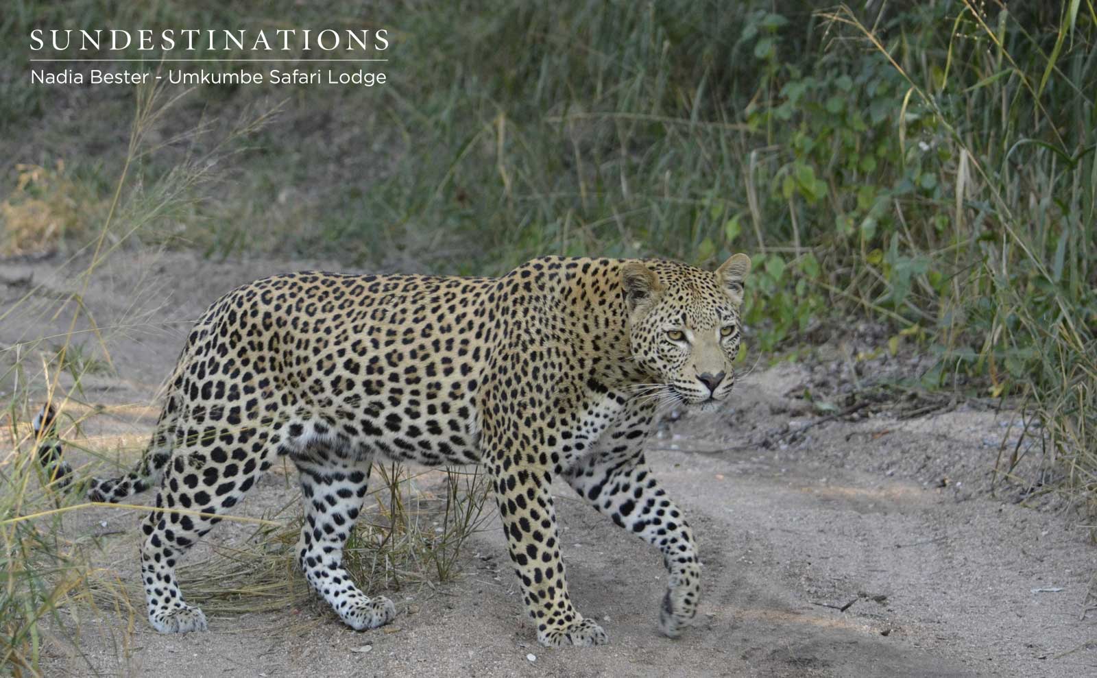 White Dam Male Cub White Dam Male Cub