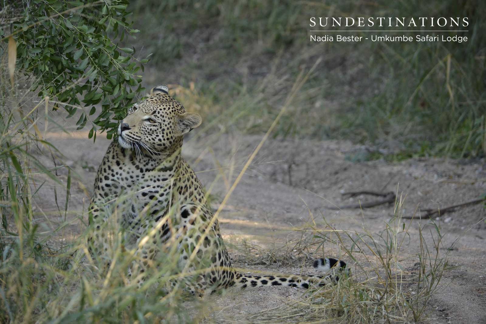 White Dam Male Cub White Dam Male Cub