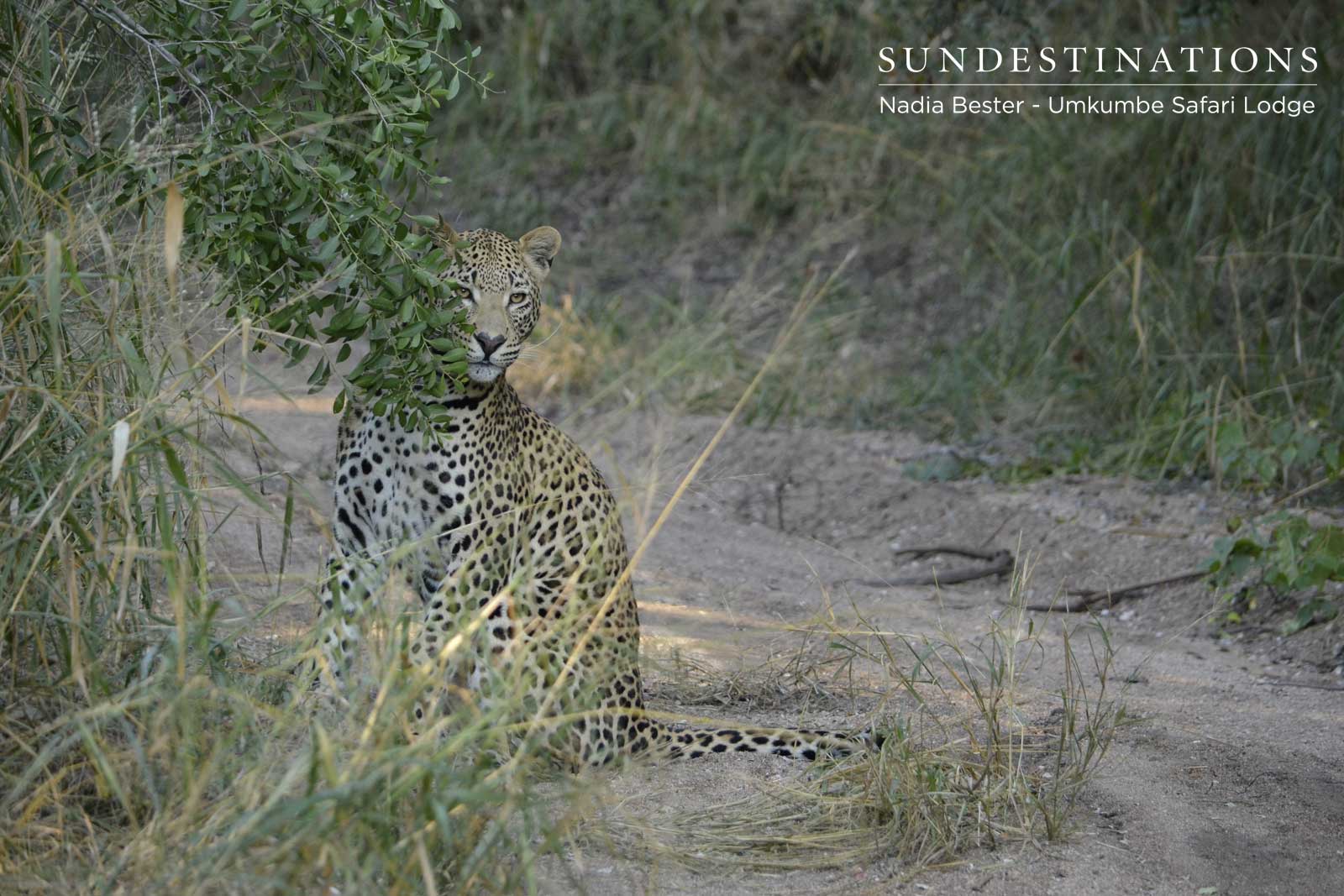 White Dam Young Male Cub White Dam Young Male Cub