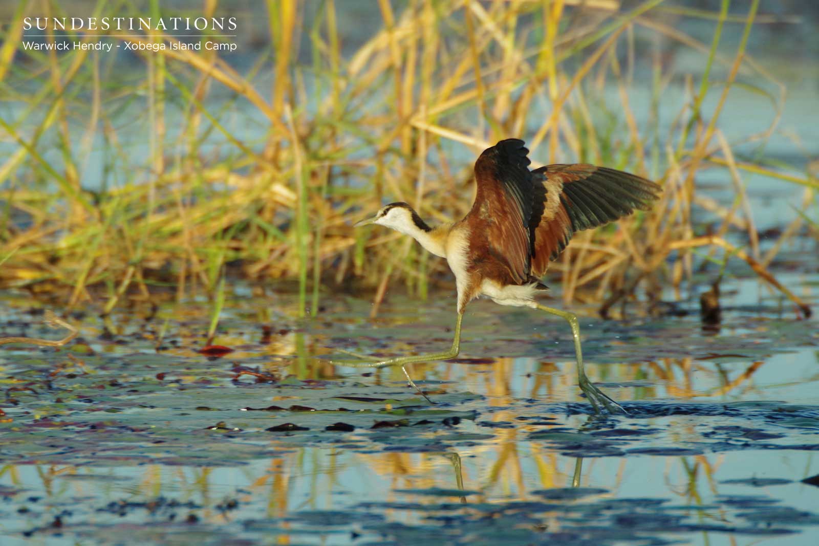 African Jacana Wader African Jacana Wader