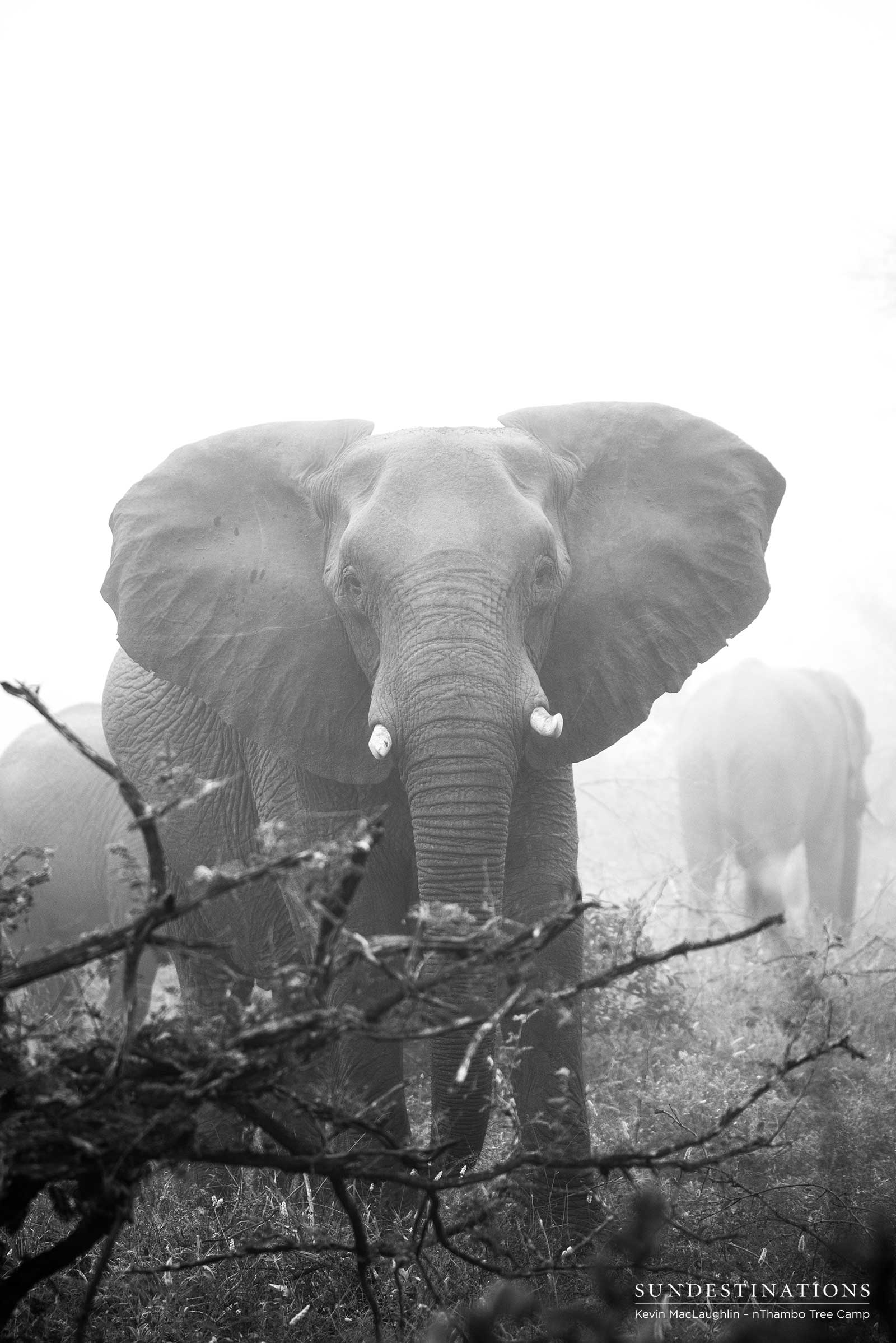 elephant nThambo elephant nThambo