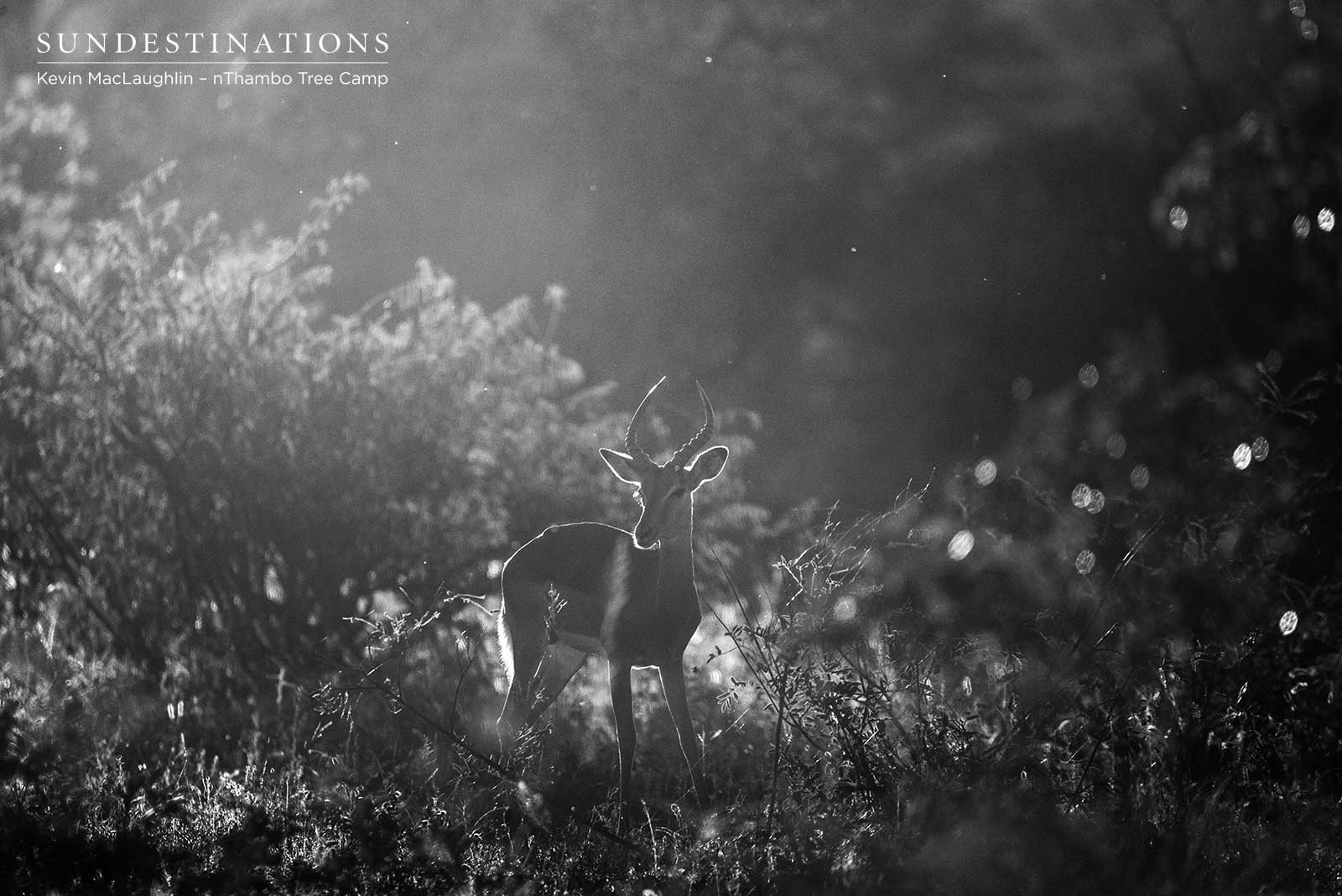 nThambo Impala nThambo Impala