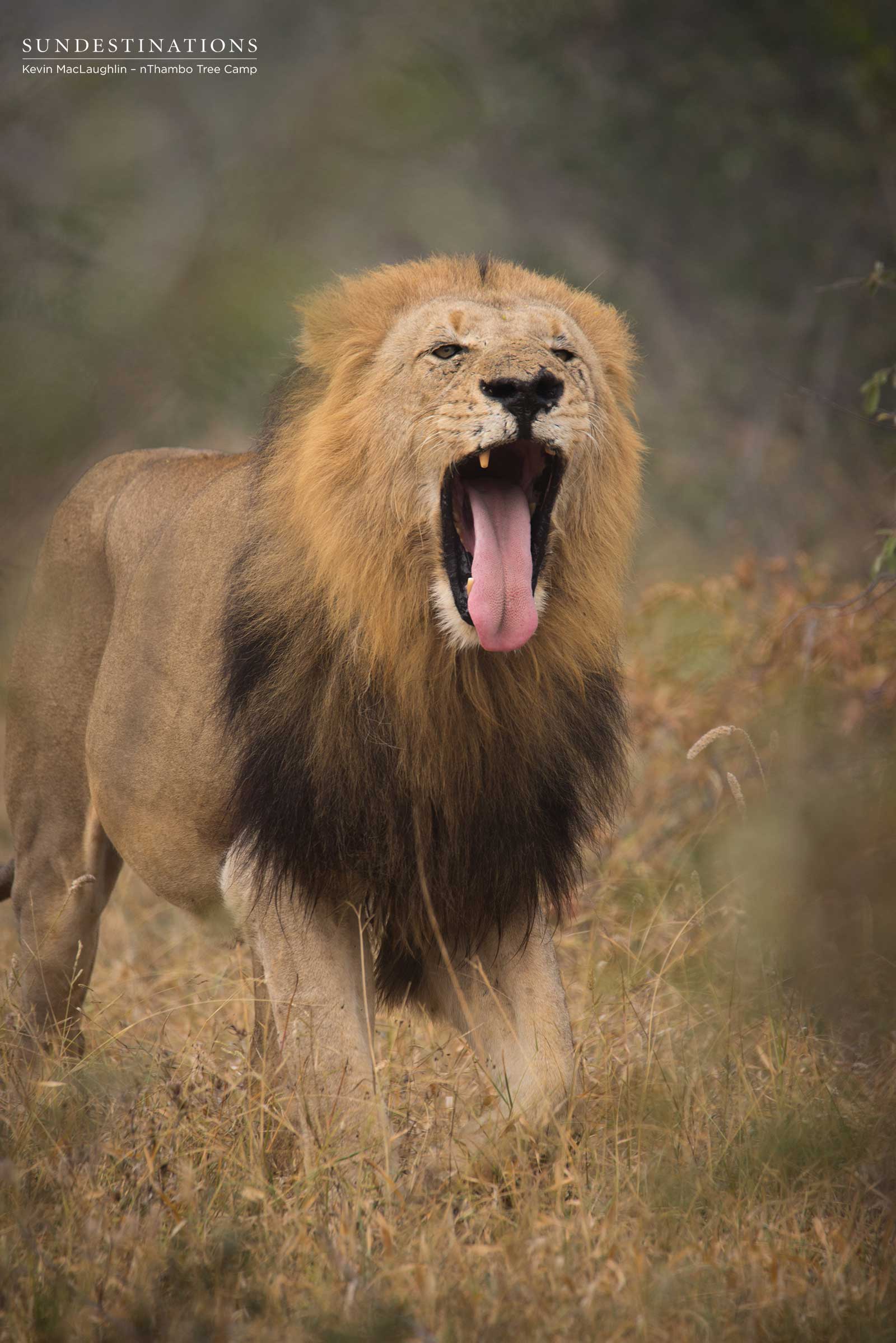 Trilogy nThambo Trilogy nThambo