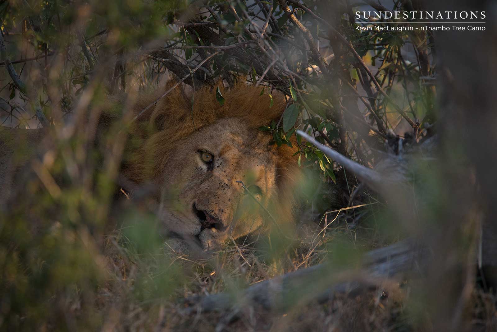 nThambo Lion Sumatra nThambo Lion Sumatra