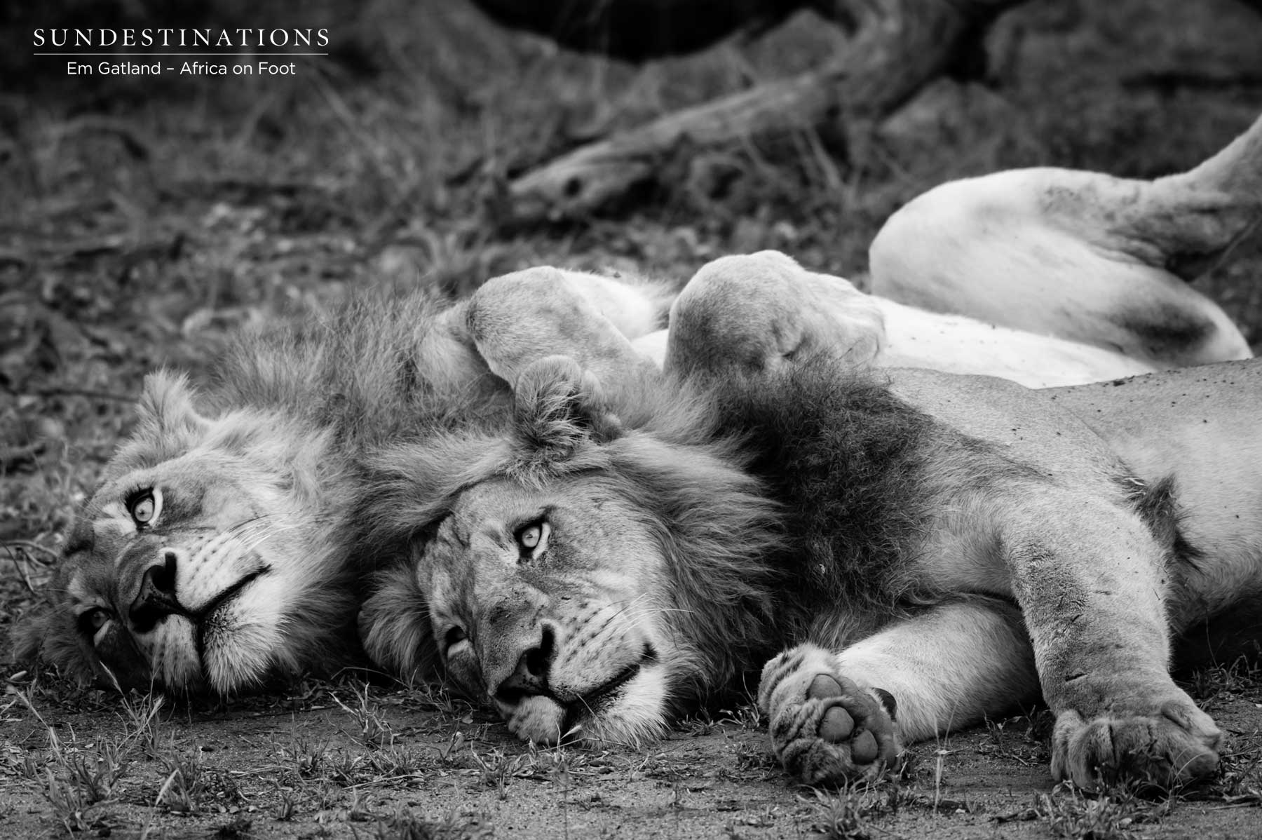 Mbiri coalition Mbiri coalition