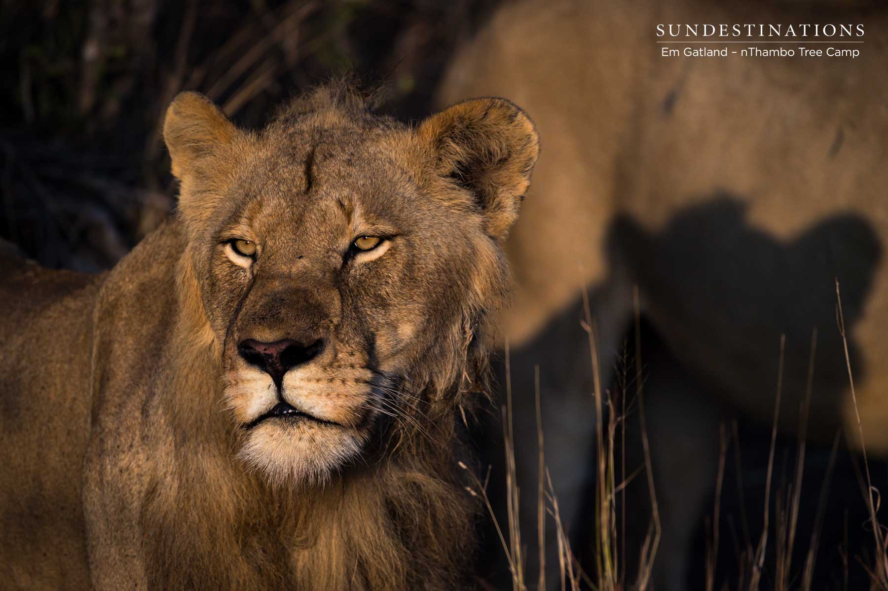 Mbiri Youngster Klaserie Mbiri Youngster Klaserie
