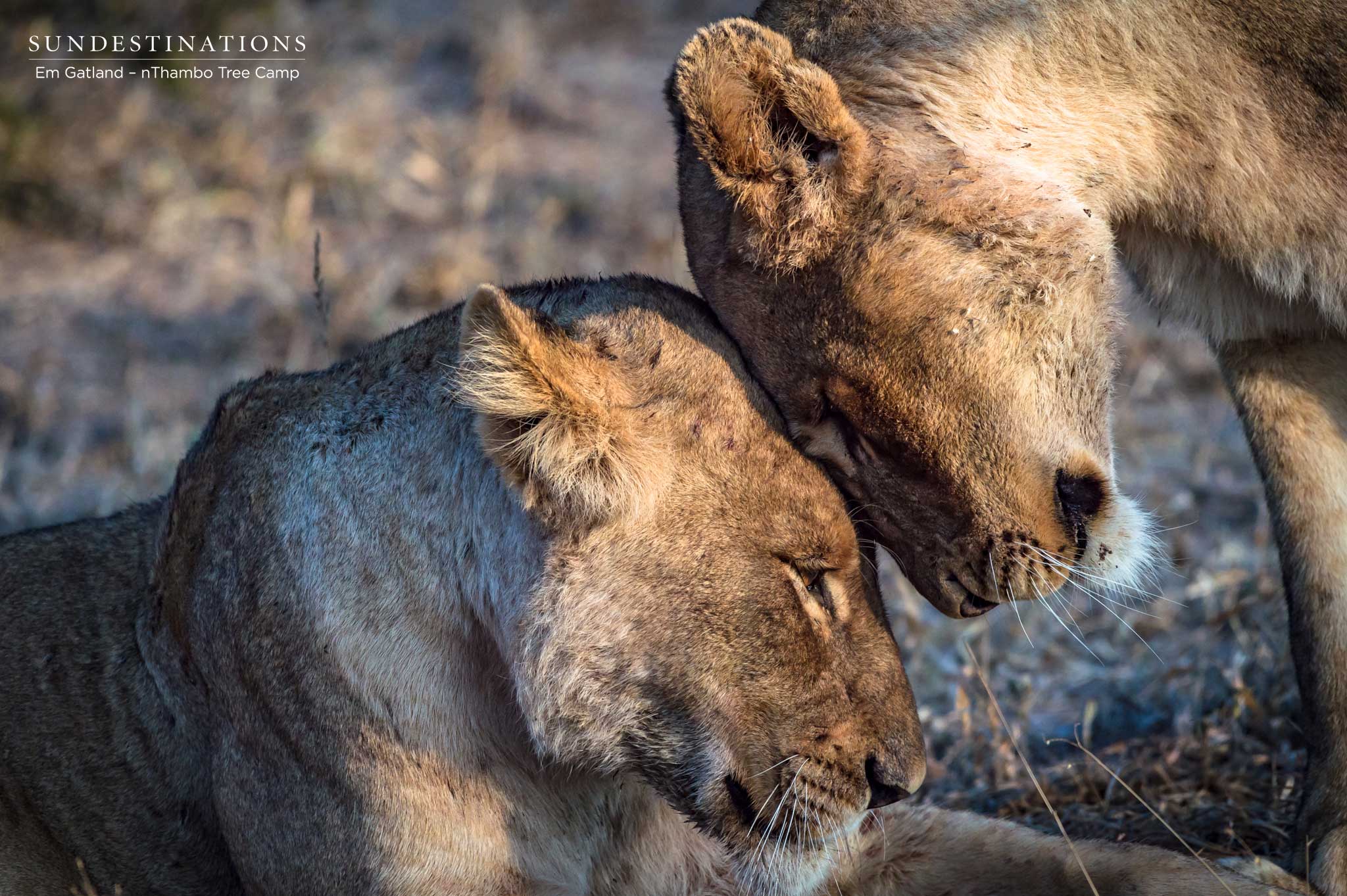 Mbiri Lionesses Mbiri Lionesses