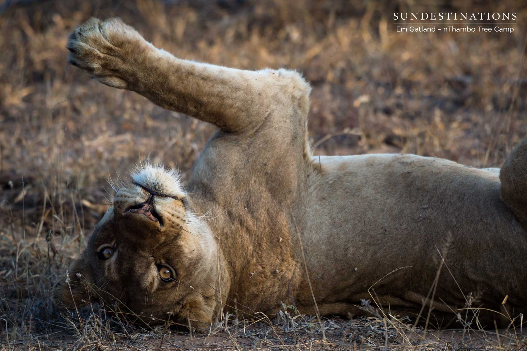 Lioness - Mbiri Lions Lioness - Mbiri Lions