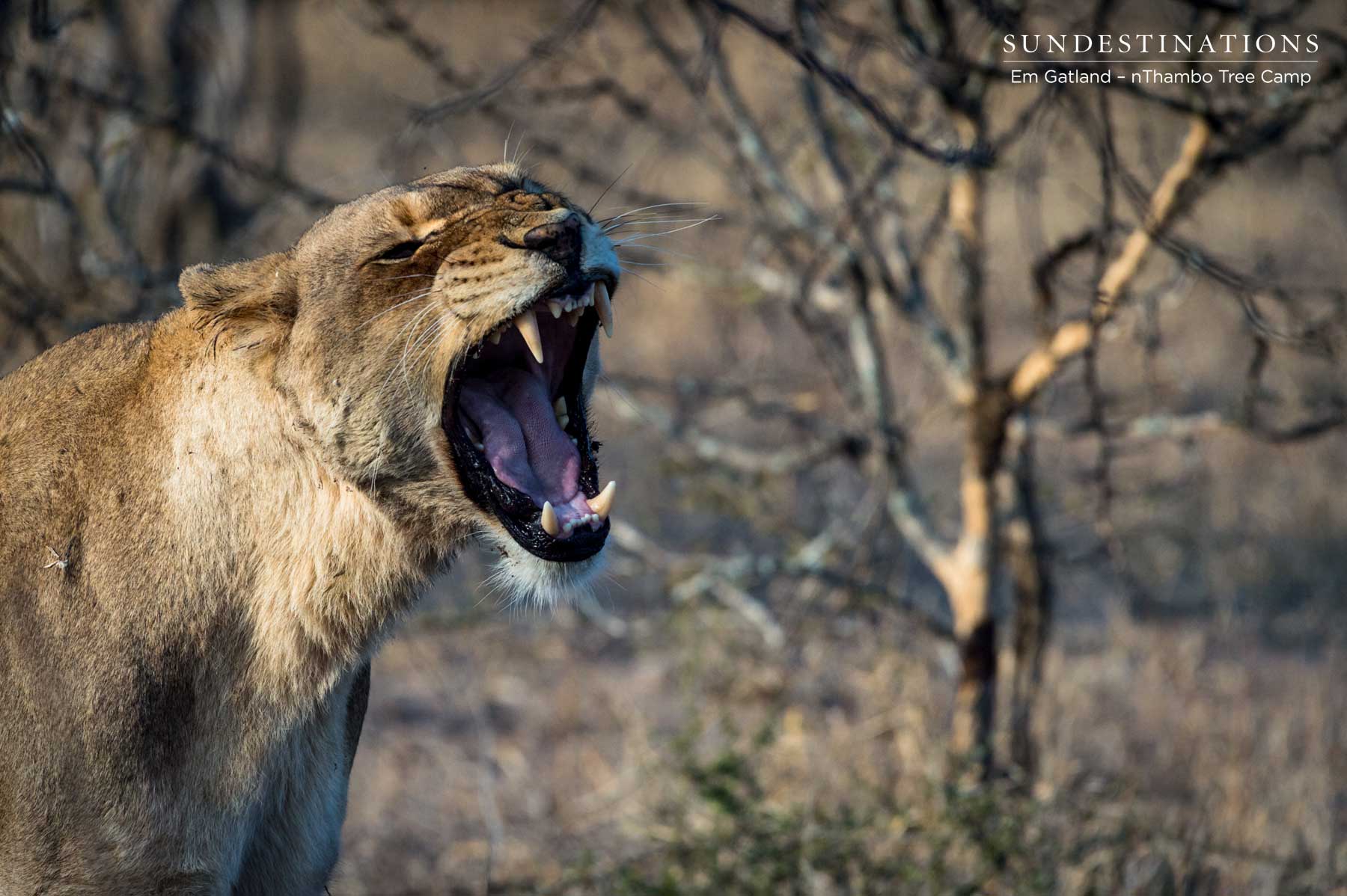 Lioness Mbiri Females Lioness Mbiri Females