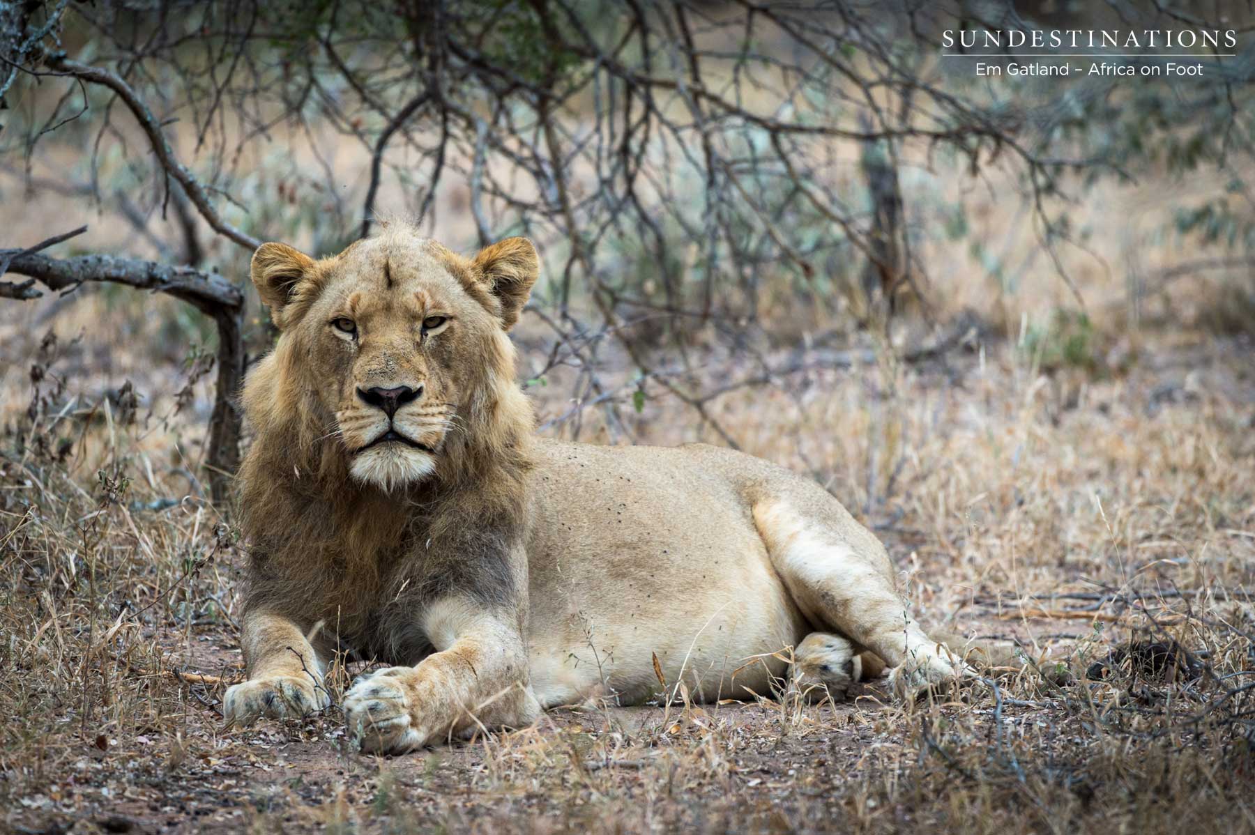 Male Lion in Klaserie Male Lion in Klaserie
