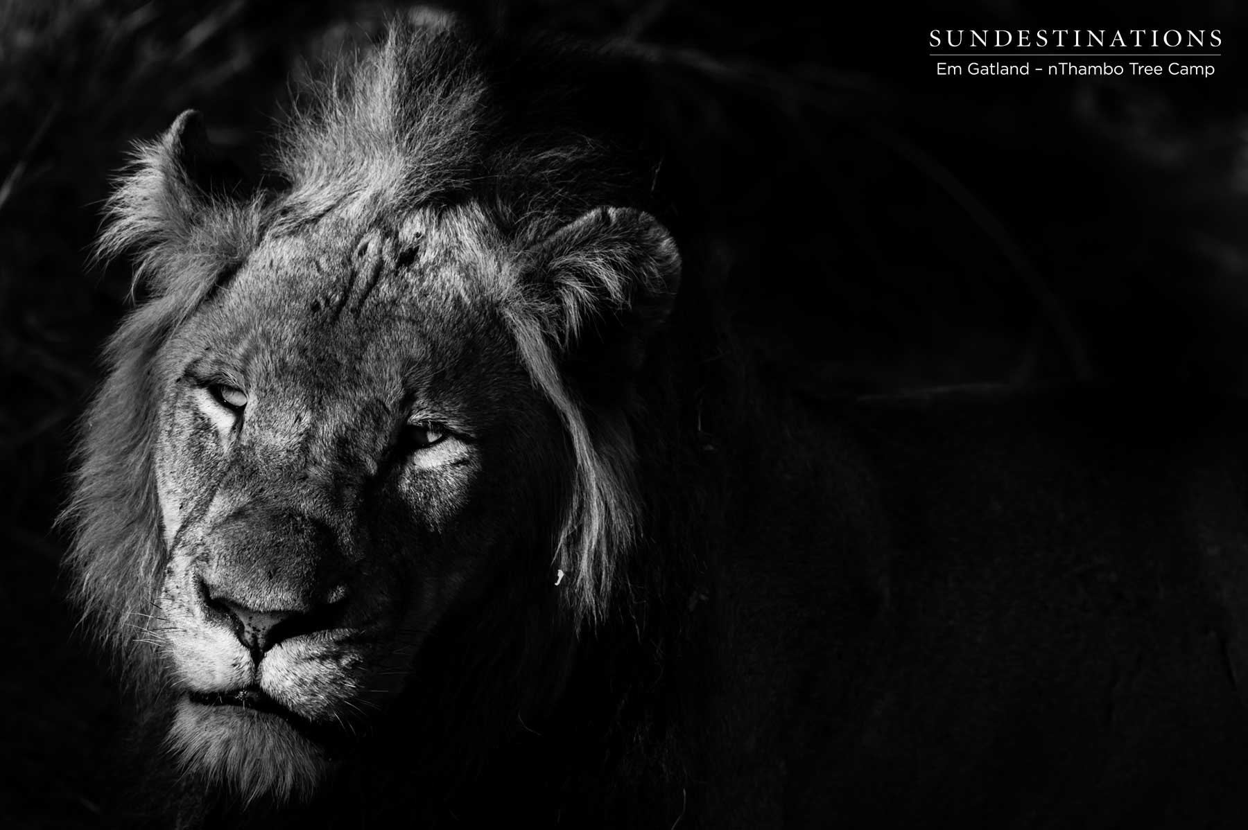 Mbiri Portrait Mbiri Portrait