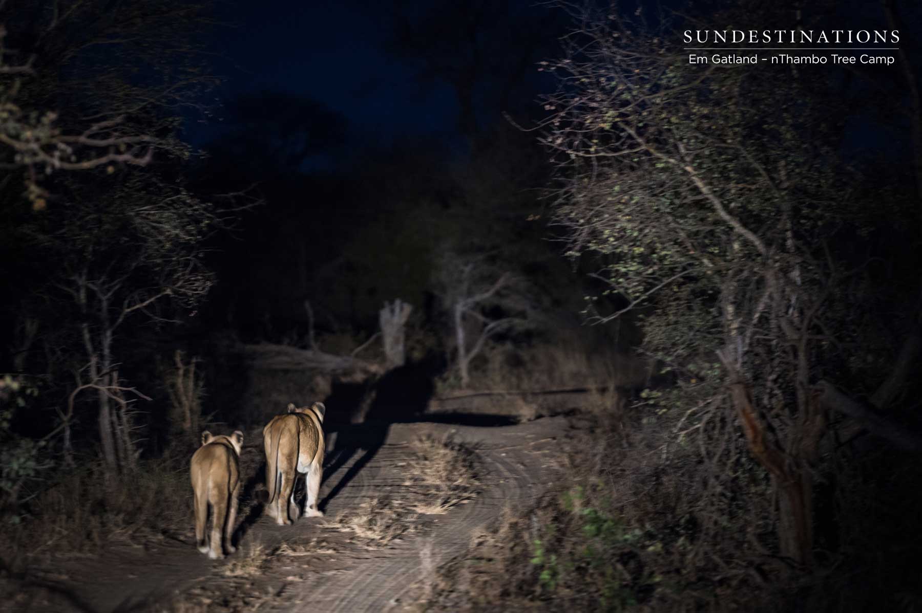 Ross Pride Girls Ross Pride Girls