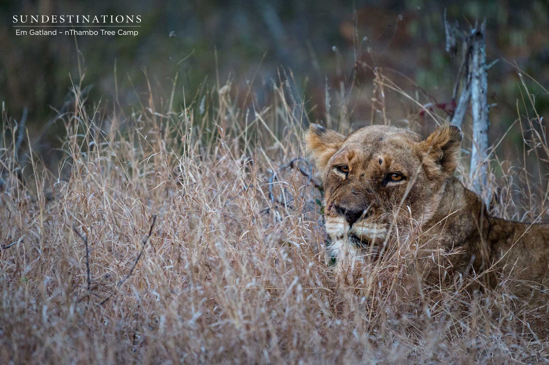Ross Pride Sisters Ross Pride Sisters