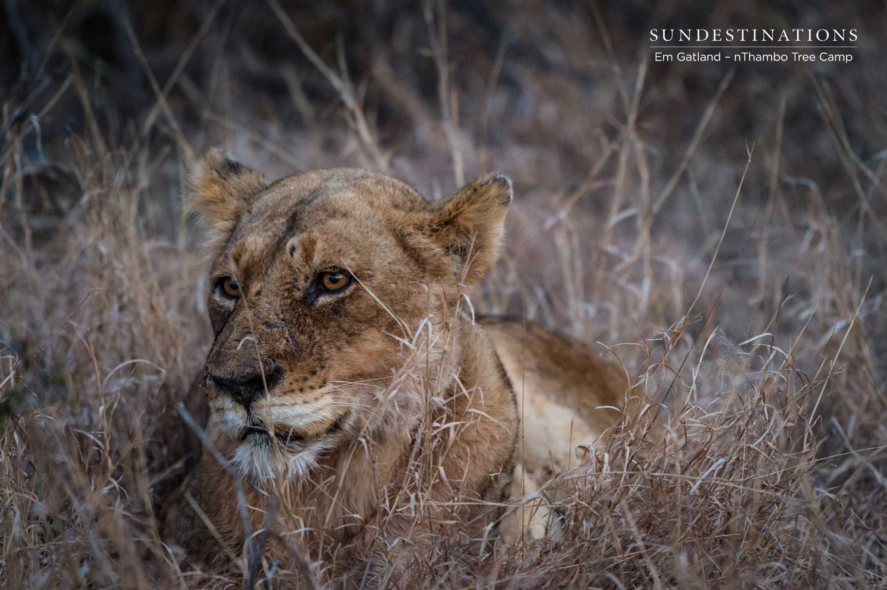 Ross Pride Breakaway Lionesses Ross Pride Breakaway Lionesses