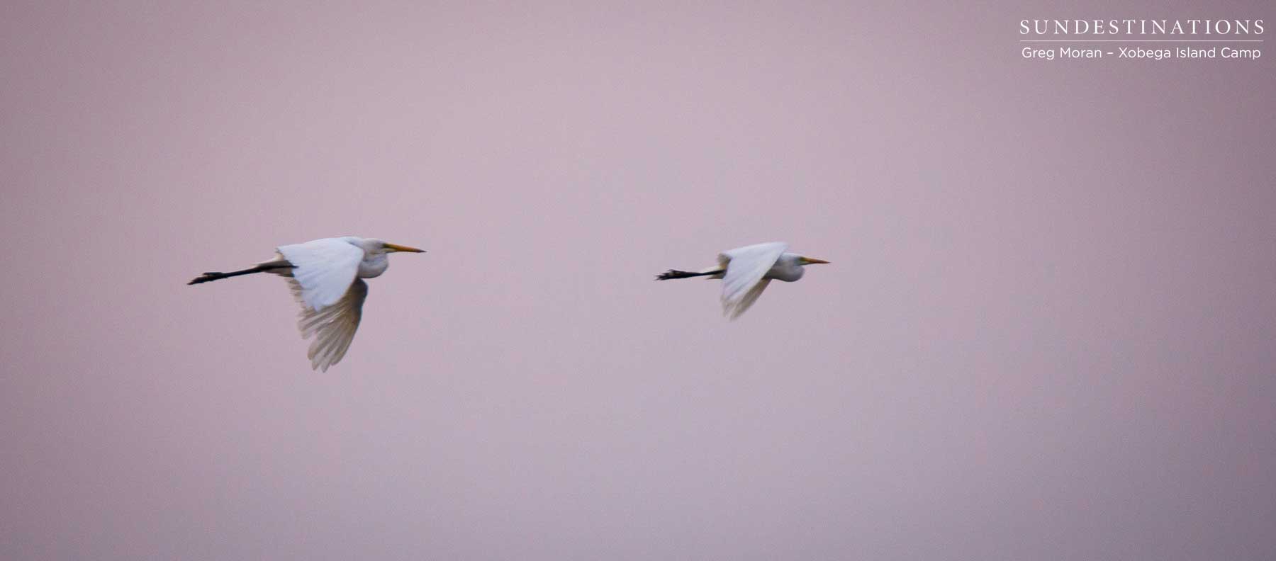 Egrets Okavango Delta Egrets Okavango Delta
