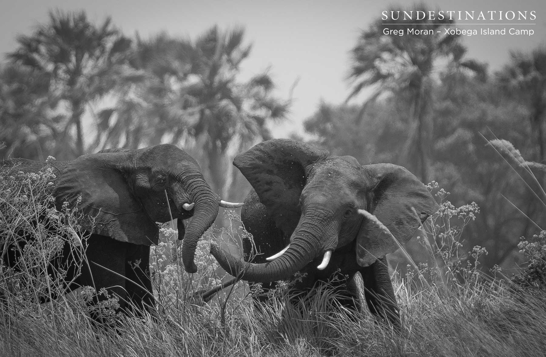Elephants Okavango Delta Elephants Okavango Delta