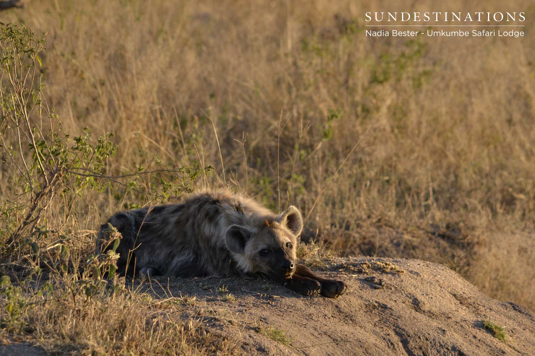 Hyena Umkumbe Hyena Umkumbe