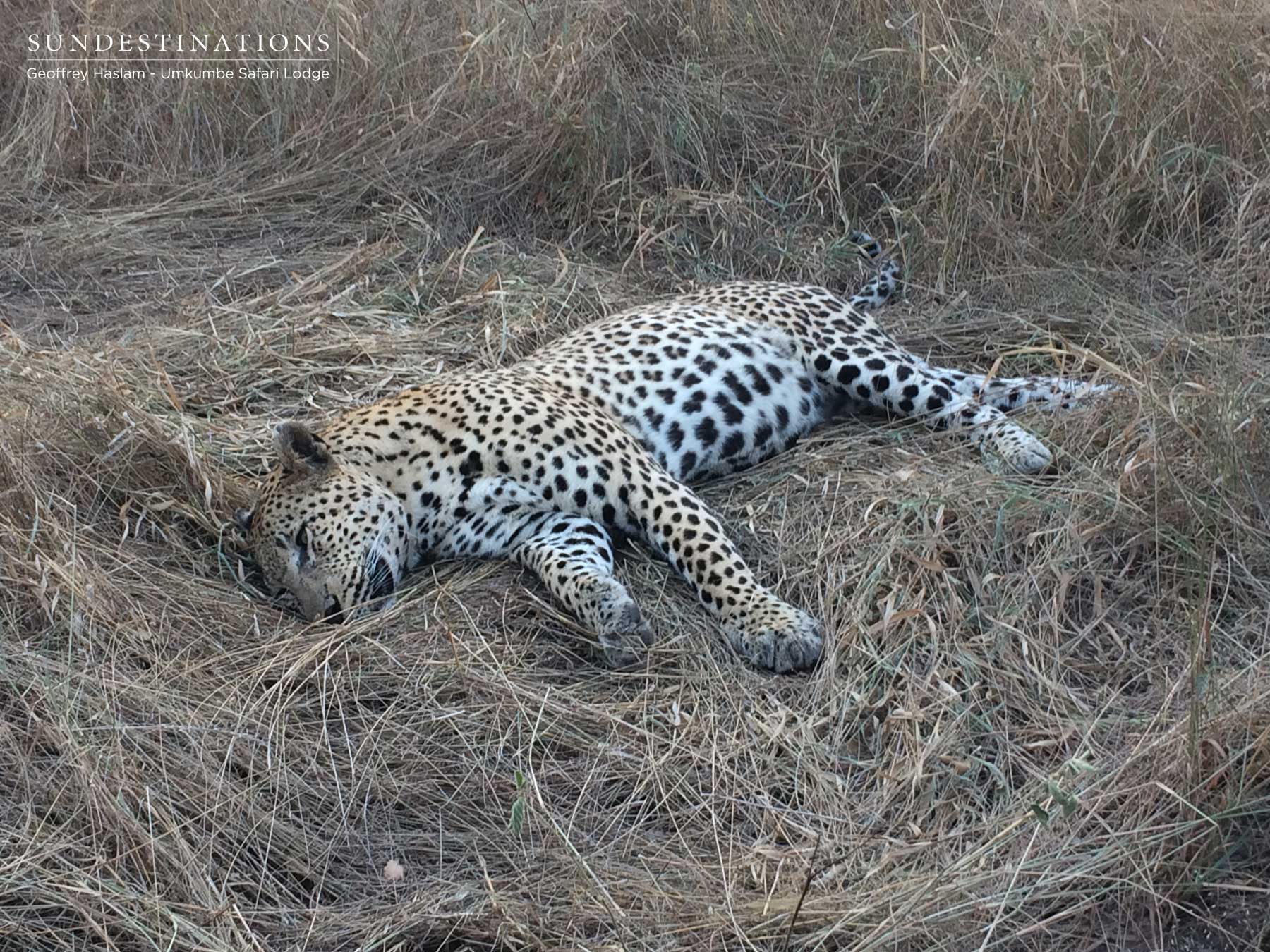 Mxabene Leopard Mxabene Leopard