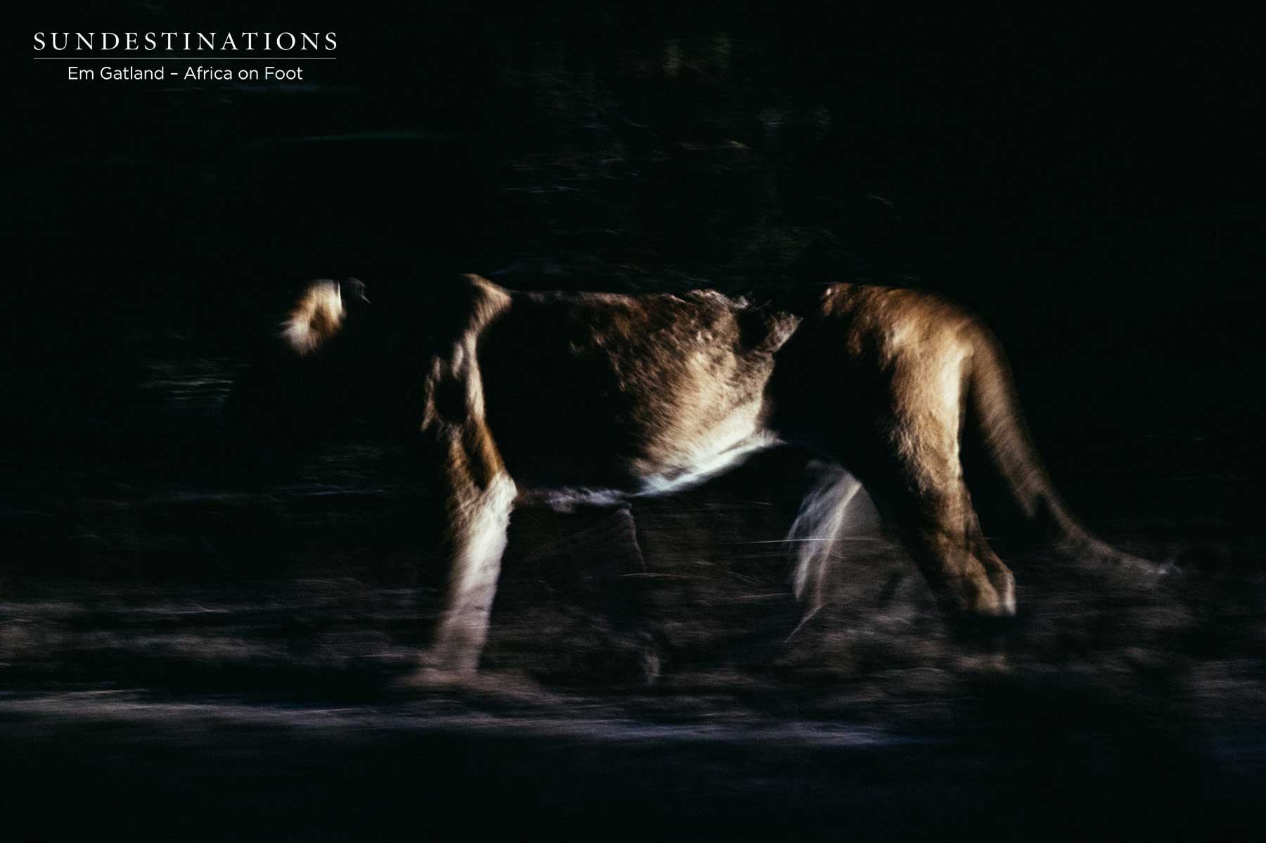 Lioness Klaserie Lioness Klaserie