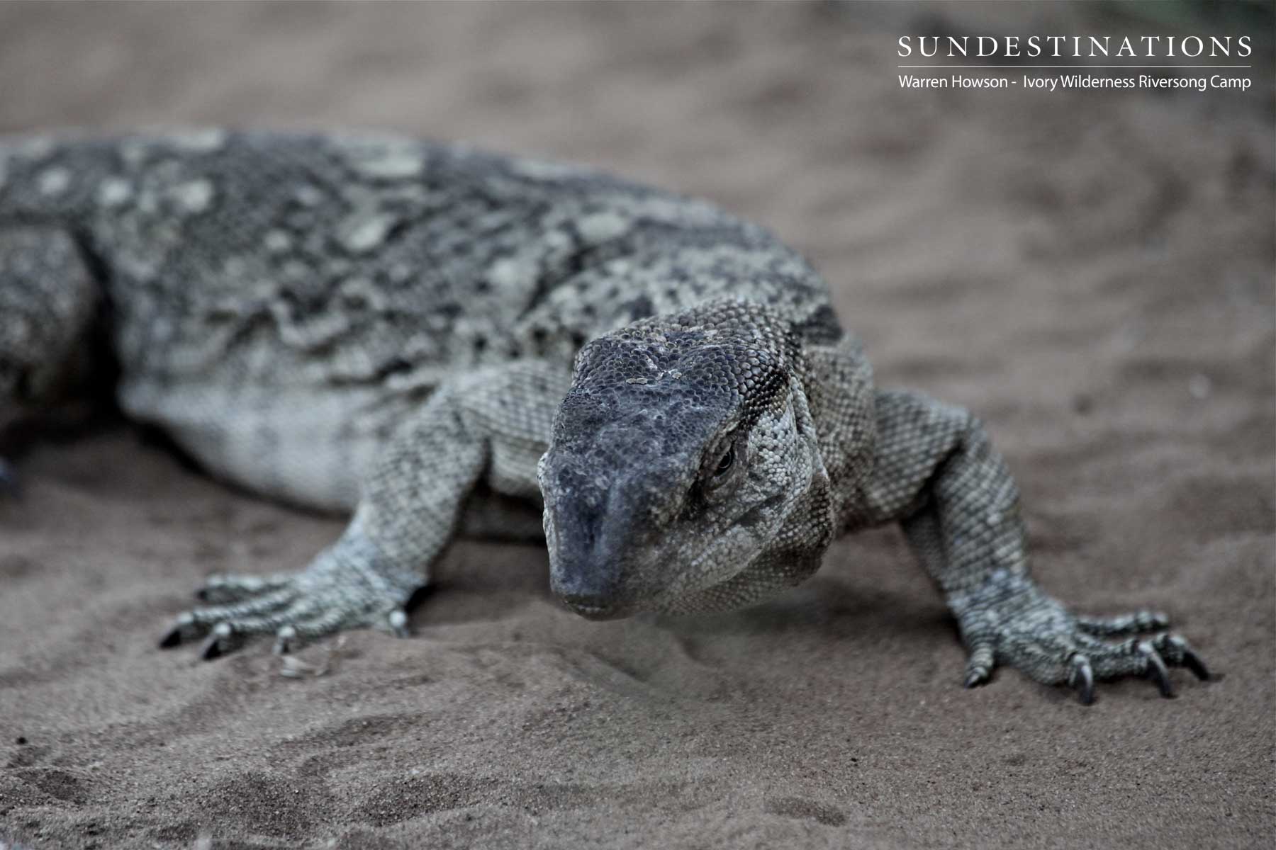 Ivory Wilderness Monitor Ivory Wilderness Monitor