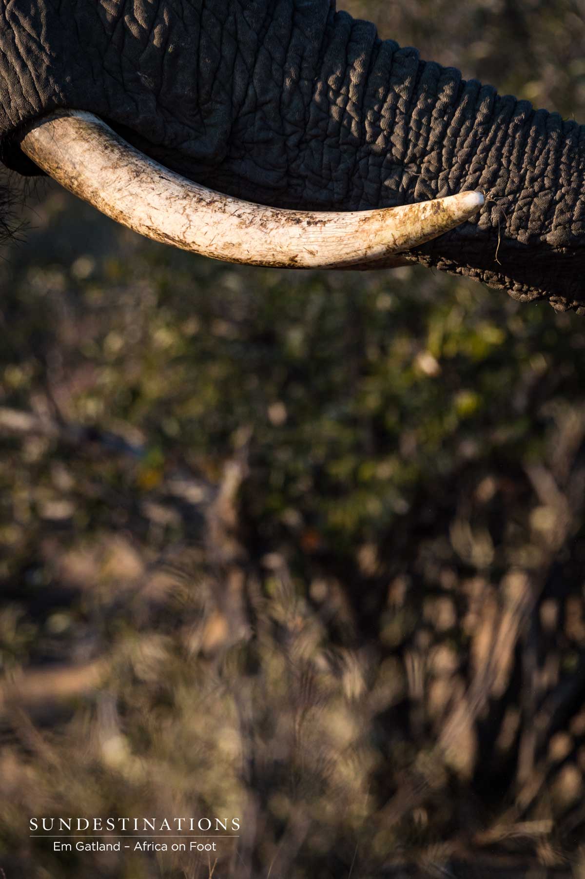 Tusker Klaserie Tusker Klaserie