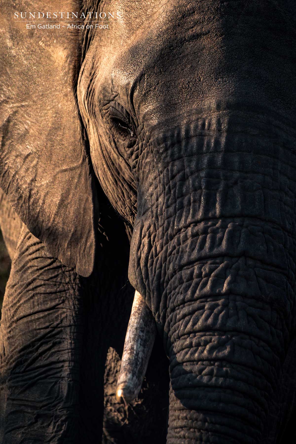 Elephants Klaserie Elephants Klaserie